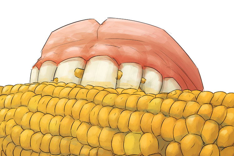 The corn on the cob had ma's false teeth (maíz) left on it